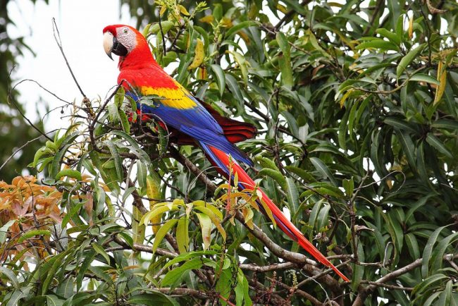 scarlet-macaw