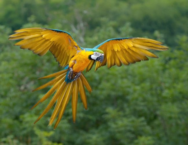 mavi-sari-macaw
