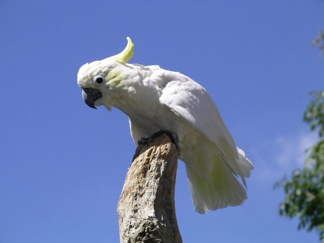 sari-ibikli-papagan