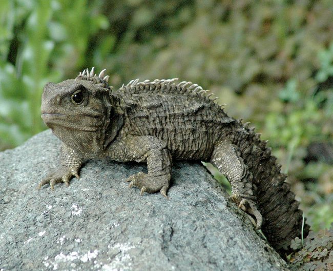 tuataras