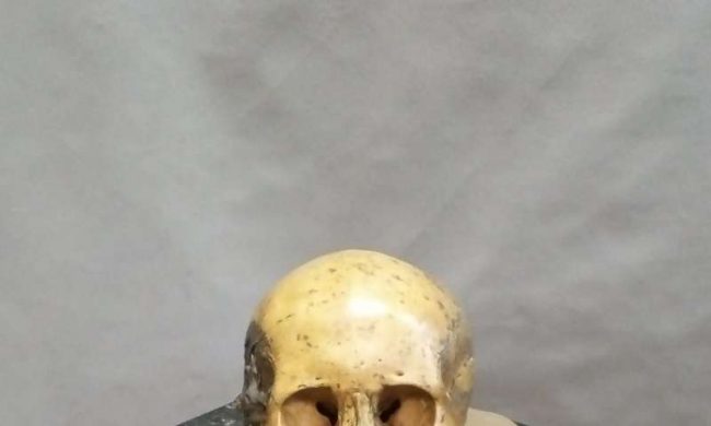 Çalışmada kullanılan antik DNA'nın çıkarıldığı Şeytan Kapısı Mağarasında bulunan kafataslarından biri.